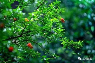 都市爆料石榴树视频下载,揭秘石榴树视频下载背后的秘密 第1张 都市爆料石榴树视频下载,揭秘石榴树视频下载背后的秘密 第1张